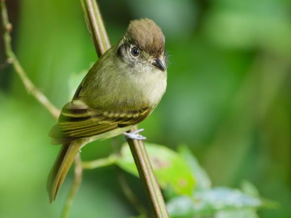 Bruinkapleptopogon (Leptopogon amaurocephalus)